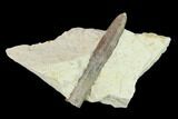 Belemnite Fossil In Rock - Jedrzejow, Poland #134368-1
